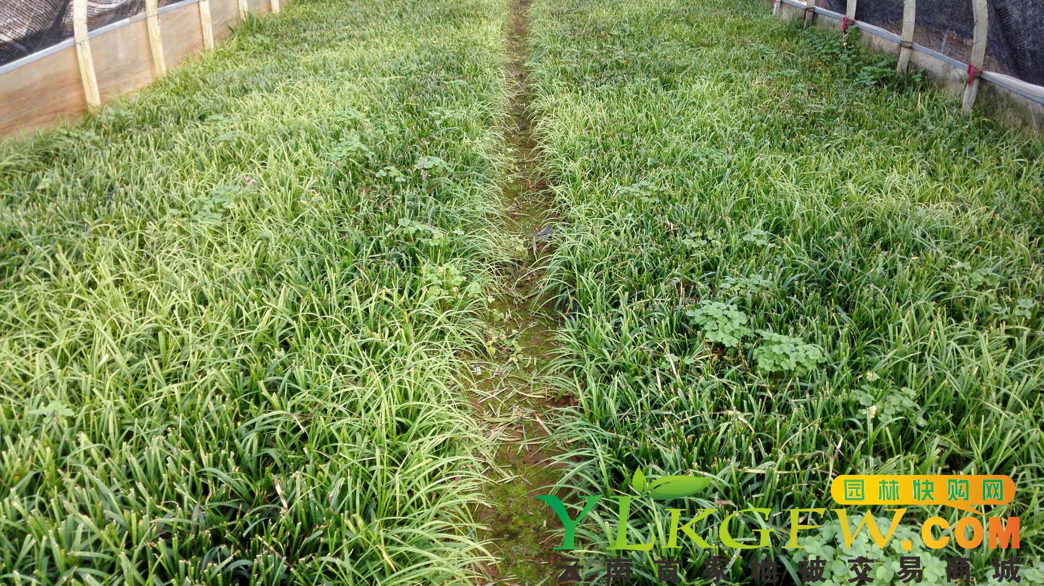 包邮吉祥草盆栽炮仗竹苗吉